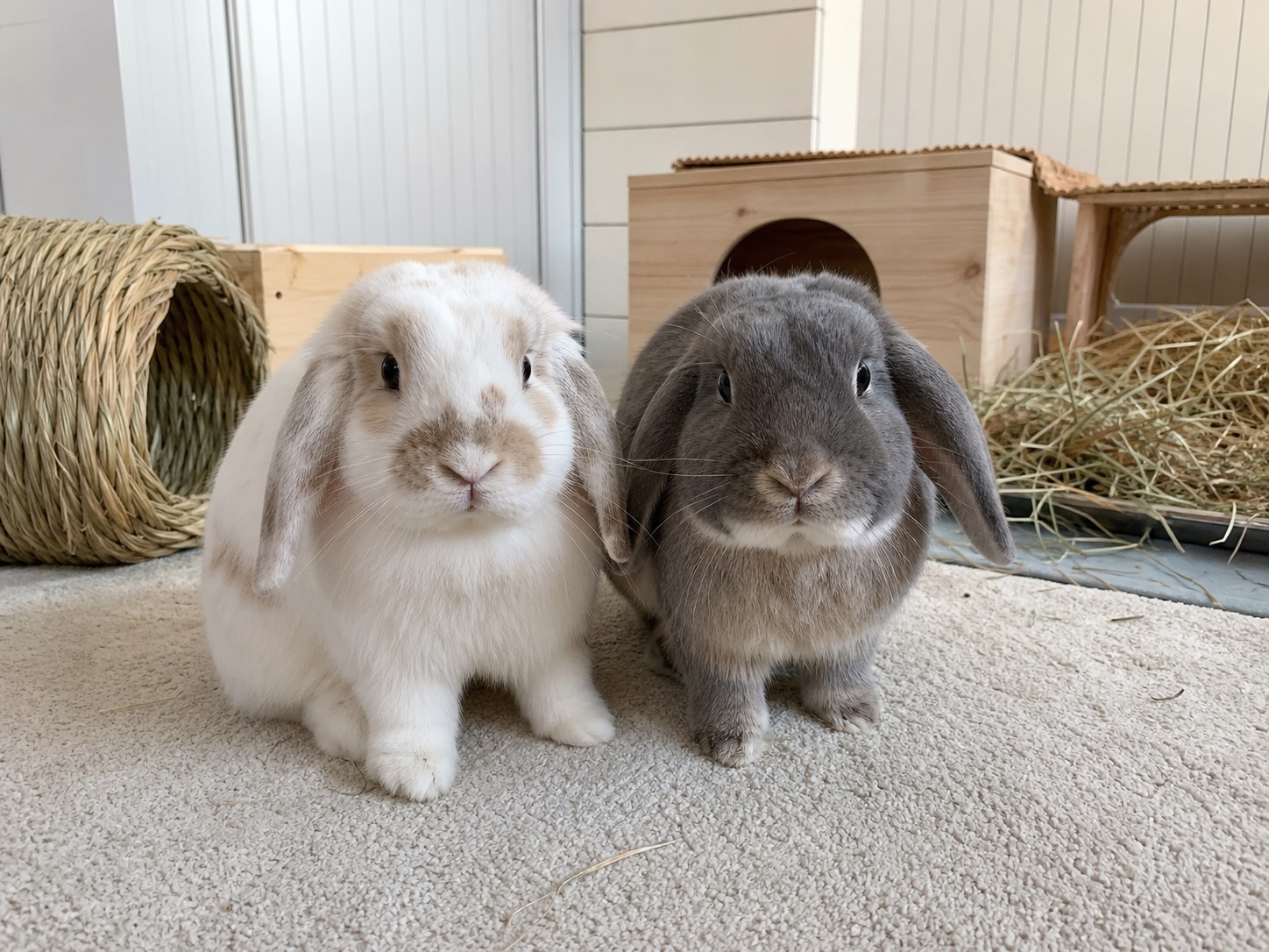 Flocke & Momo