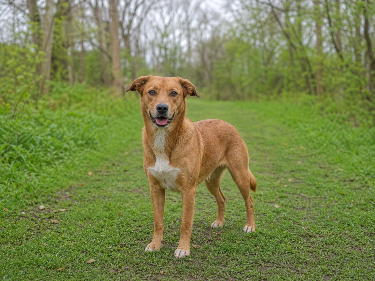 Nala